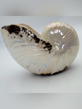 Vintage Pearlized Nautilus Shell Small Planter